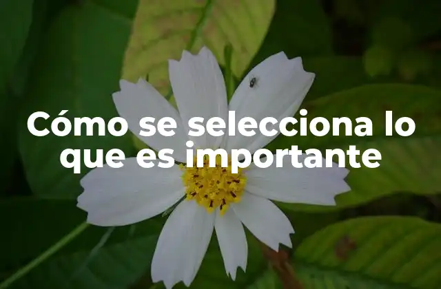 Cómo Se Selecciona Lo que es Importante