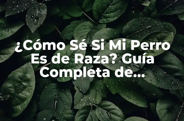 ¿cómo Sé Si Mi Perro es de Raza? Guía Completa de Identificación 2 Características Físicas de las Razas Caninas