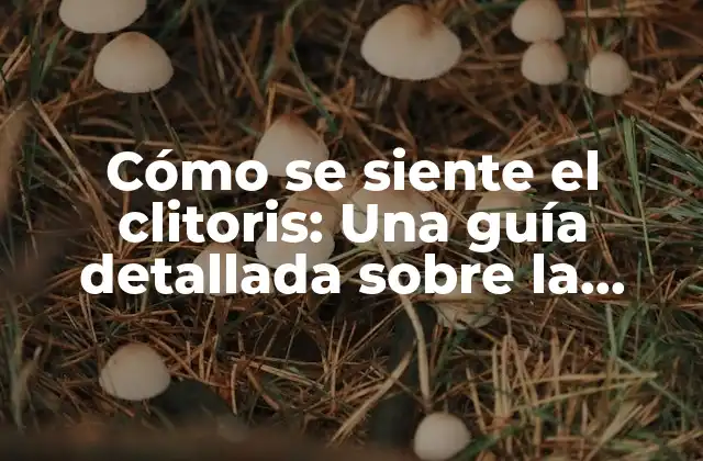 Cómo Se Siente el Clitoris: una Guía Detallada sobre la Anatomía y la Respuesta Sexual