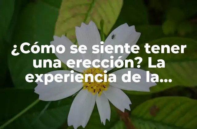 ¿cómo Se Siente Tener una Erección? la Experiencia de la Excitación Masculina