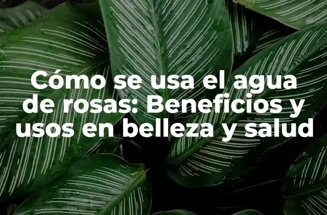 Cómo Se Usa el Agua de Rosas: Beneficios y Usos en Belleza y Salud