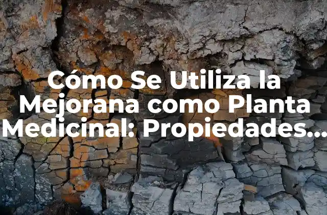 Cómo Se Utiliza la Mejorana como Planta Medicinal: Propiedades y Beneficios