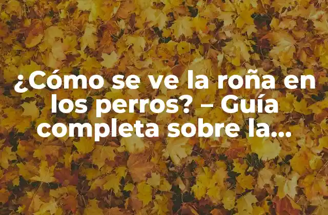 ¿cómo Se Ve la Roña en los Perros? – Guía Completa sobre la Detección y Tratamiento de la Roña Canina