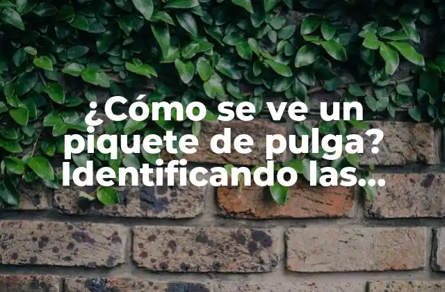¿cómo Se Ve un Piquete de Pulga? Identificando las Señales de una Infestación