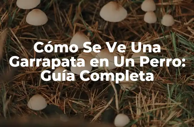Cómo Se Ve una Garrapata en un Perro: Guía Completa