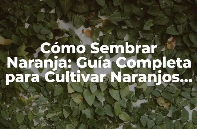 Cómo Sembrar Naranja: Guía Completa para Cultivar Naranjos en Casa