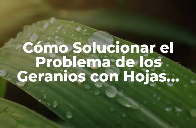 Cómo Solucionar el Problema de los Geranios con Hojas Amarillas