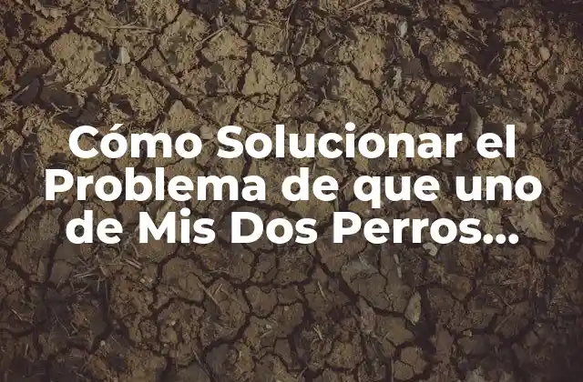 Cómo Solucionar el Problema de que Uno de Mis Dos Perros Muerde Al Otro