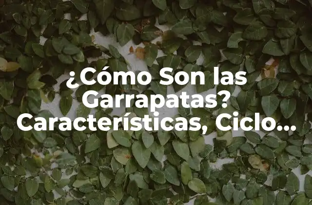 ¿cómo Son las Garrapatas? Características, Ciclo de Vida y Más