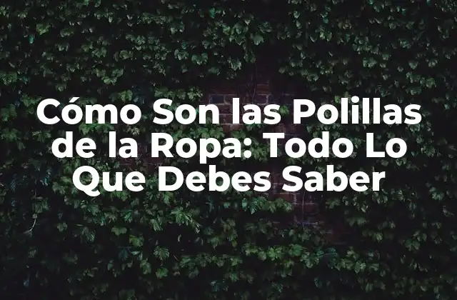 Cómo Son las Polillas de la Ropa: Todo Lo que Debes Saber 2 ¿Qué Son las Polillas de la Ropa?