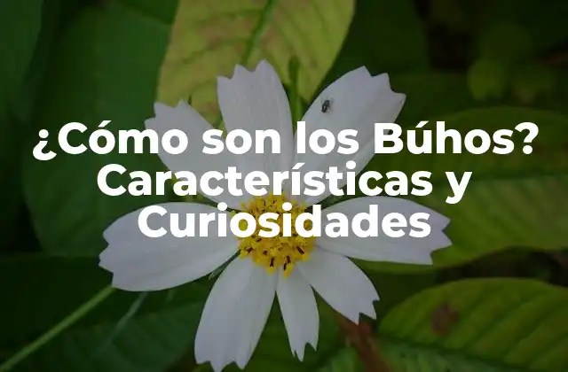 Anatomía y Fisiología de los Búhos