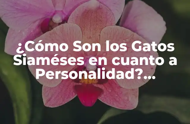 ¿cómo Son los Gatos Siaméses en Cuanto a Personalidad? Descubre Sus Rasgos Únicos