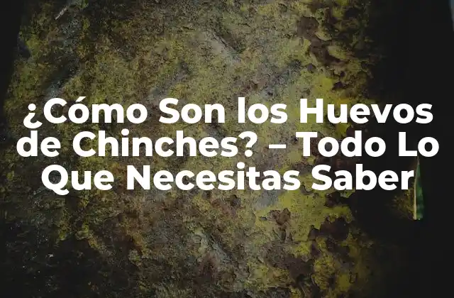 ¿cómo Son los Huevos de Chinches? – Todo Lo que Necesitas Saber
