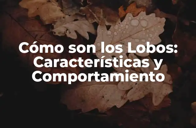 Cómo Son los Lobos: Características y Comportamiento