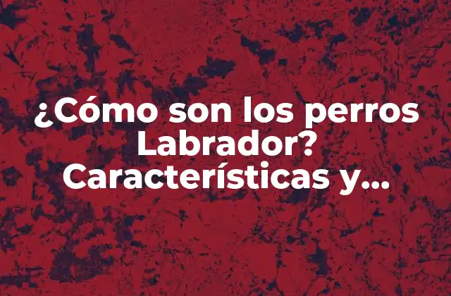 ¿cómo Son los Perros Labrador? Características y Personalidad de Esta Raza Canina 2 Orígenes y Historia de la Raza Labrador