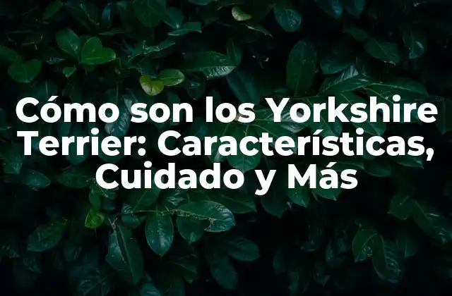 Cómo Son los Yorkshire Terrier: Características, Cuidado y Más