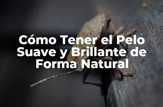 Cómo Tener el Pelo Suave y Brillante de Forma Natural