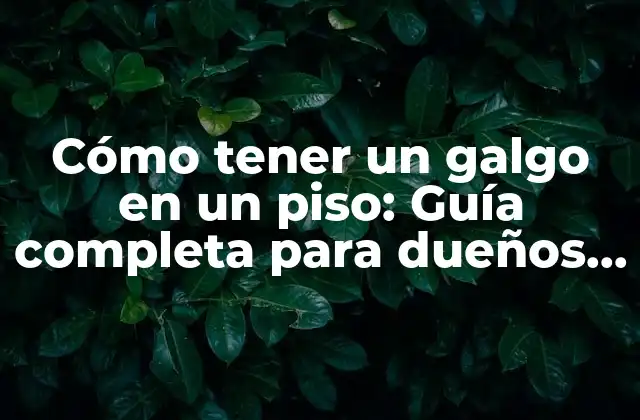 Cómo Tener un Galgo en un Piso: Guía Completa para Dueños de Perros