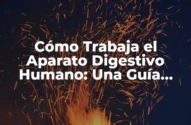 Cómo Trabaja el Aparato Digestivo Humano: una Guía Completa