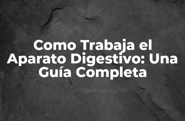 Como Trabaja el Aparato Digestivo: una Guía Completa 2 La Boca: El Principio del Proceso Digestivo