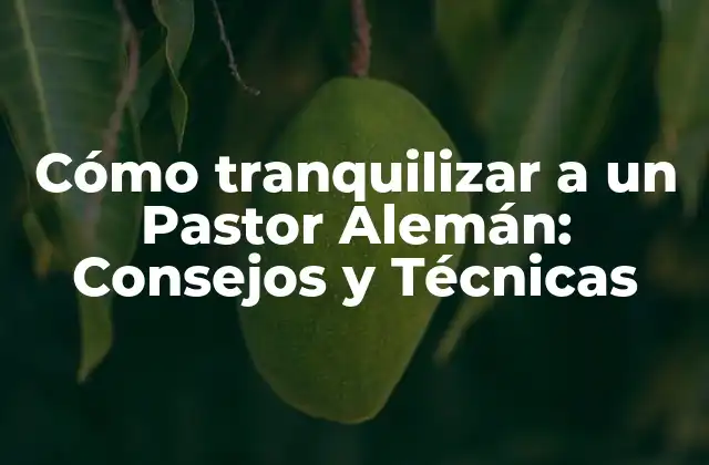 Cómo Tranquilizar a un Pastor Alemán: Consejos y Técnicas