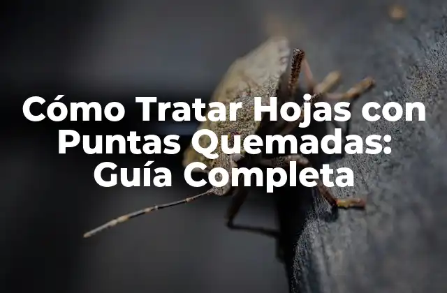 Cómo Tratar Hojas con Puntas Quemadas: Guía Completa