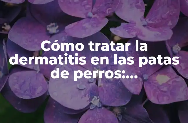 Cómo Tratar la Dermatitis en las Patas de Perros: Guíacompleta