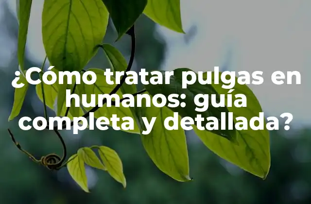 Causas de la infestación de pulgas en humanos