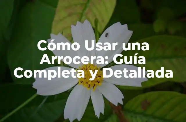 Cómo Usar una Arrocera: Guía Completa y Detallada