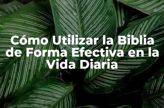 Cómo Utilizar la Biblia de Forma Efectiva en la Vida Diaria