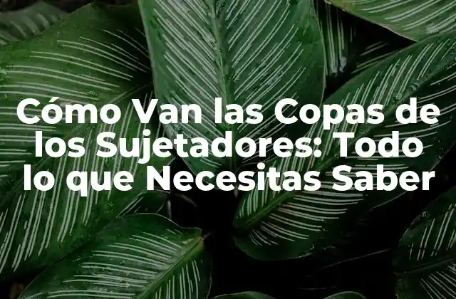 Cómo Van las Copas de los Sujetadores: Todo Lo que Necesitas Saber 2 Tipos de Copas de Sujetadores