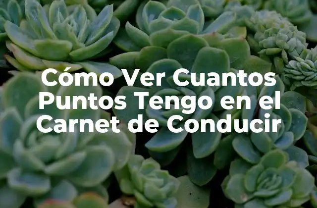 Cómo Ver Cuantos Puntos Tengo en el Carnet de Conducir