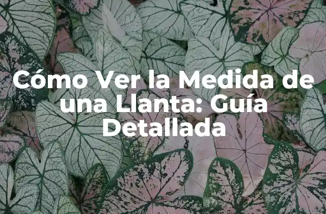 Cómo Ver la Medida de una Llanta: Guía Detallada