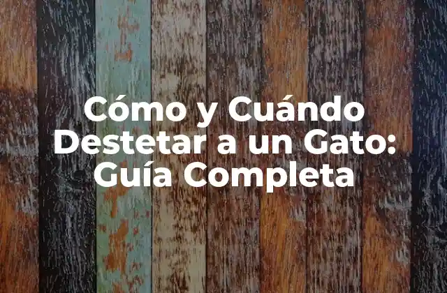 Cómo y Cuándo Destetar a un Gato: Guía Completa