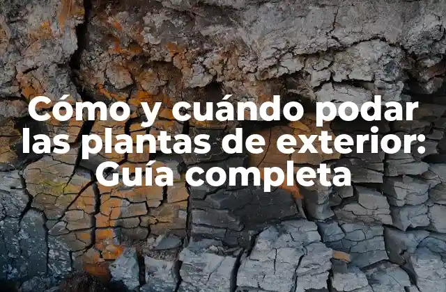 Cómo y Cuándo Podar las Plantas de Exterior: Guía Completa