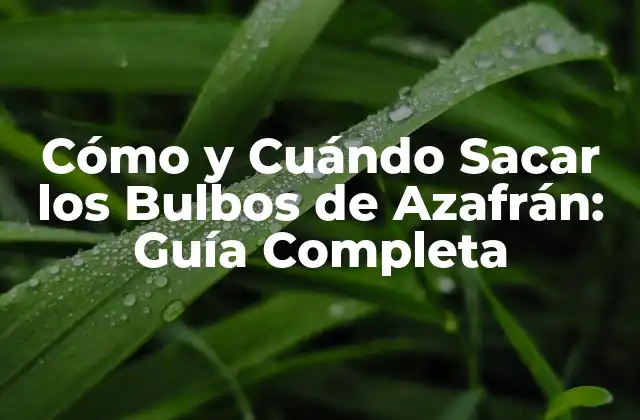 Cómo y Cuándo Sacar los Bulbos de Azafrán: Guía Completa 2 La Importancia del Tiempo de Extracción: ¿Por qué es Crucial Sacar los Bulbos de Azafrán en el Momento Correcto?