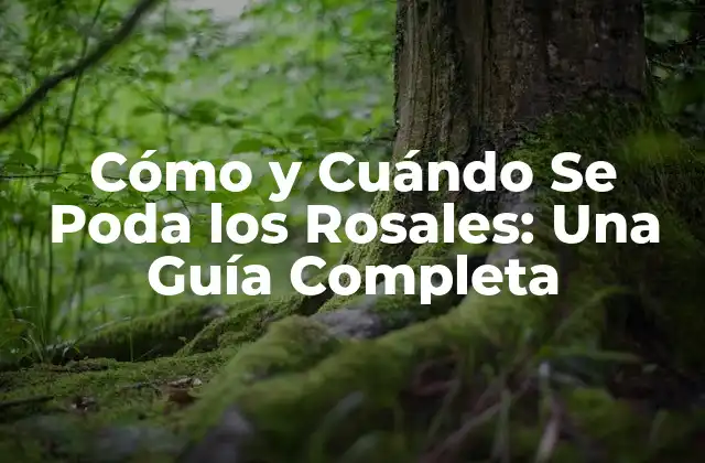 Cómo y Cuándo Se Poda los Rosales: una Guía Completa 2 ¿Por qué es Importante la Podación de Rosales?