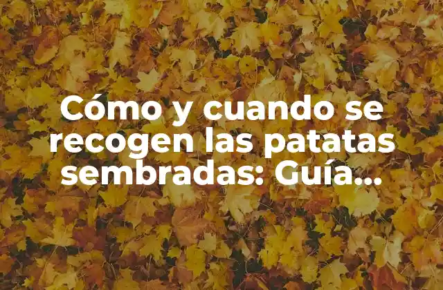 Cómo y Cuando Se Recogen las Patatas Sembradas: Guía Completa