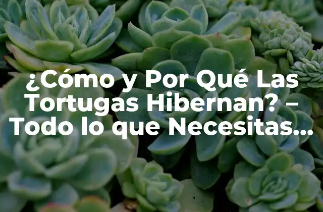 ¿cómo y por Qué las Tortugas Hibernan? – Todo Lo que Necesitas Saber