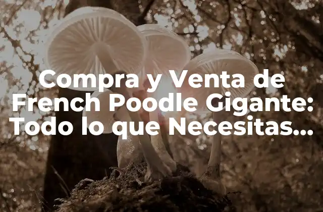 Compra y Venta de French Poodle Gigante: Todo Lo que Necesitas Saber