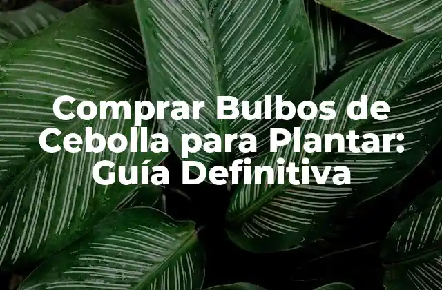 Comprar Bulbos de Cebolla para Plantar: Guía Definitiva