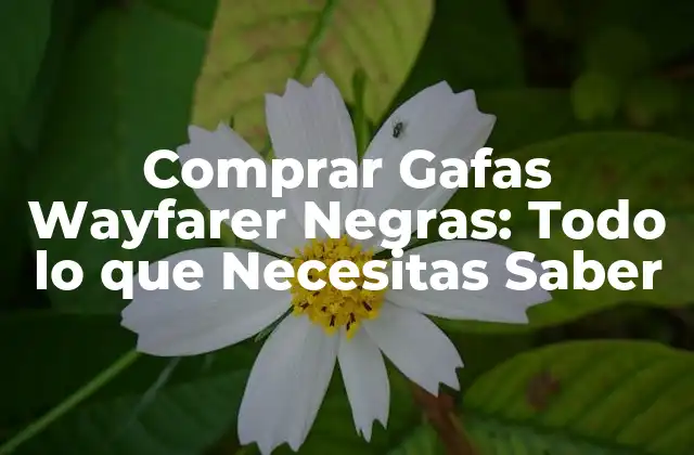 Comprar Gafas Wayfarer Negras: Todo Lo que Necesitas Saber