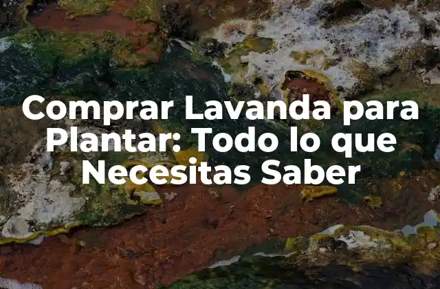 Comprar Lavanda para Plantar: Todo Lo que Necesitas Saber