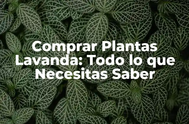 Beneficios de Tener una Planta de Lavanda