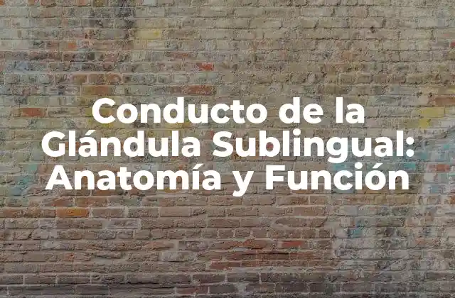 Conducto de la Glándula Sublingual: Anatomía y Función