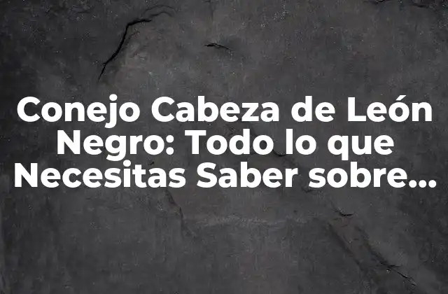 Conejo Cabeza de León Negro: Todo Lo que Necesitas Saber sobre Esta Raza de Conejos