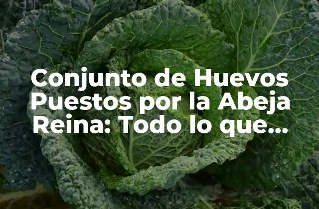 Conjunto de Huevos Puestos por la Abeja Reina: Todo Lo que Necesitas Saber