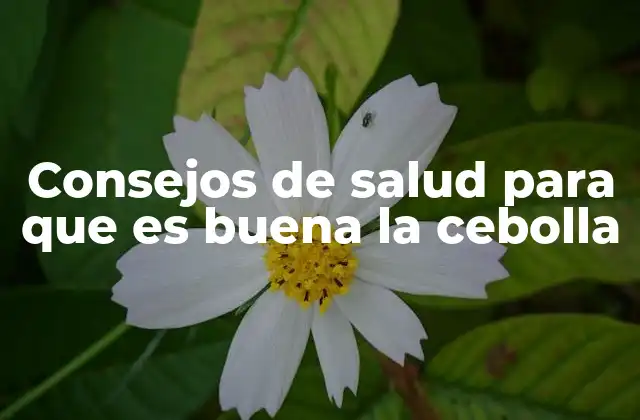 Consejos de Salud para que es Buena la Cebolla 2 La cebolla como alimento funcional en la dieta diaria