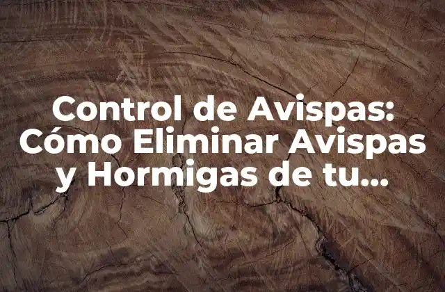 Control de Avispas: Cómo Eliminar Avispas y Hormigas de Tu Hogar