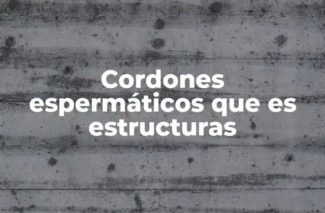 Cordones Espermáticos que es Estructuras 2 Función y estructura de los cordones espermáticos